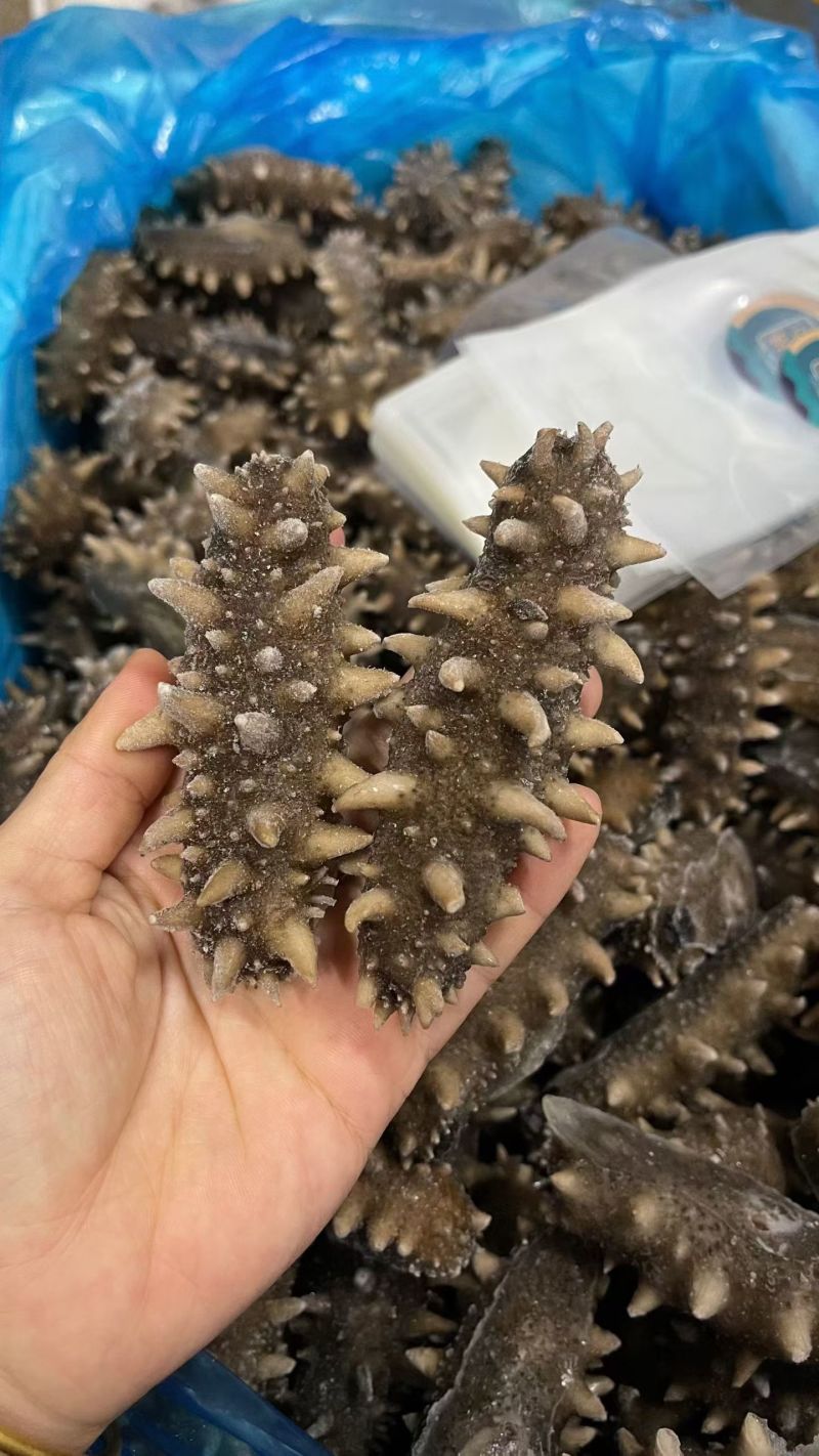 野生底播海参，营养丰富，质量很好，开袋即食需要的老板咨询
