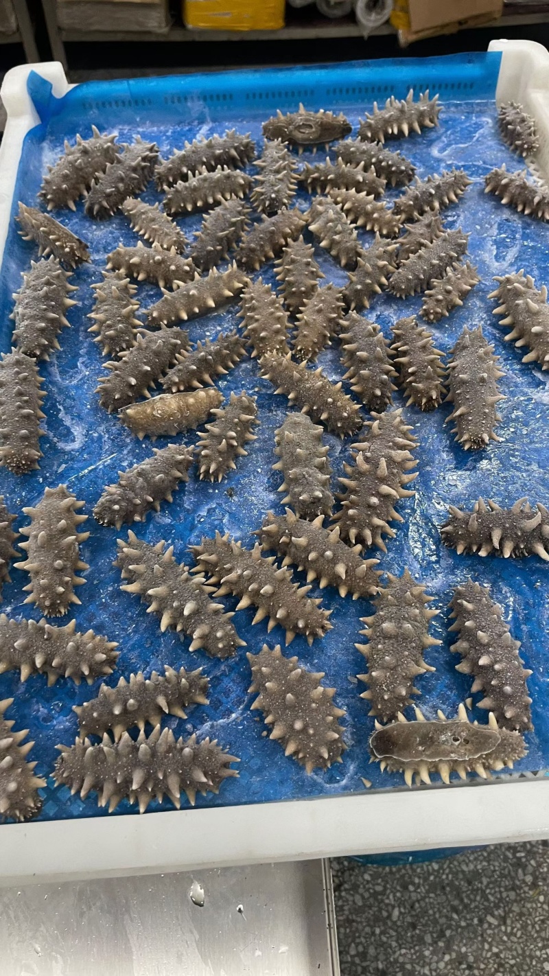 野生底播海参，营养丰富，质量很好，开袋即食需要的老板咨询