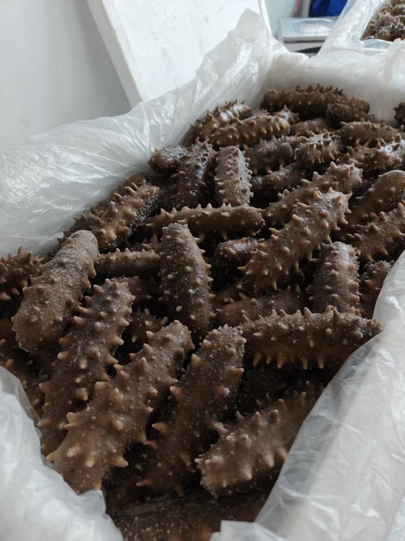 野生底播海参，营养丰富，质量很好，开袋即食需要的老板咨询