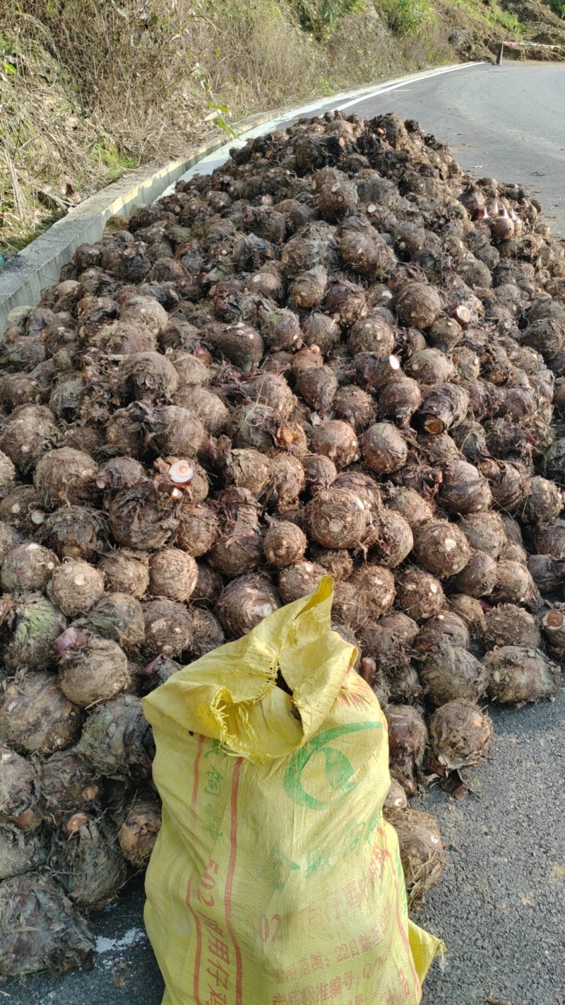 云南精品芋头大量供货对接加工厂/市场/团购/品质保证