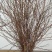 花卉花艺基地直供干枝雪柳40-100，包邮支持一件代发