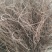 花卉花艺基地直供干枝雪柳40-100，包邮支持一件代发