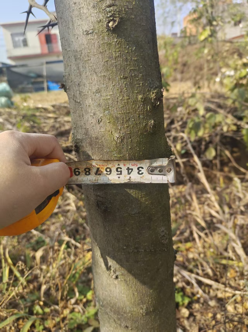 皂角树低价处理