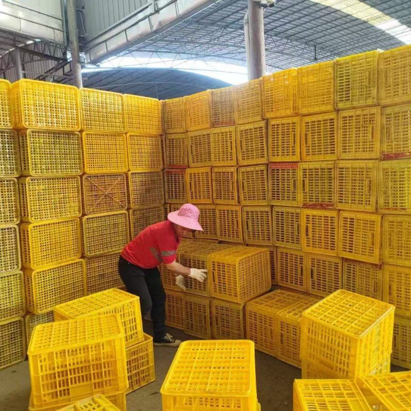 工厂长期供应各种周转筐