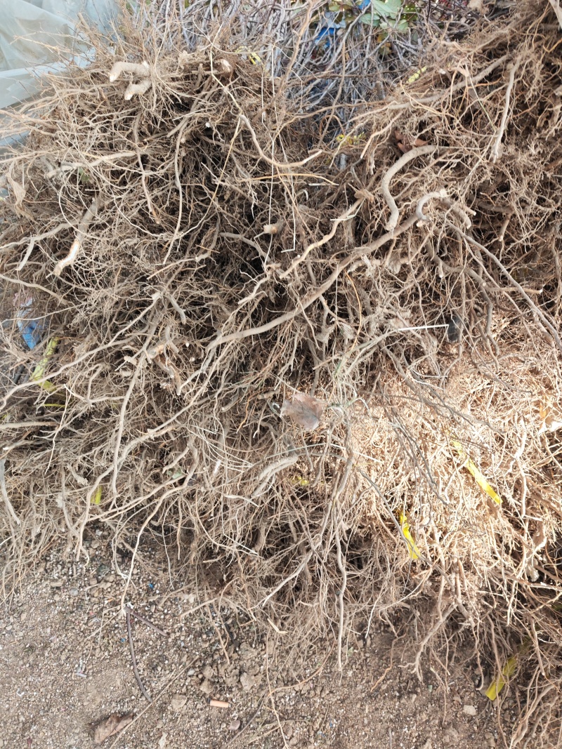 海棠苗八棱海棠苗甜茶苗苹果原生苗苹果占木