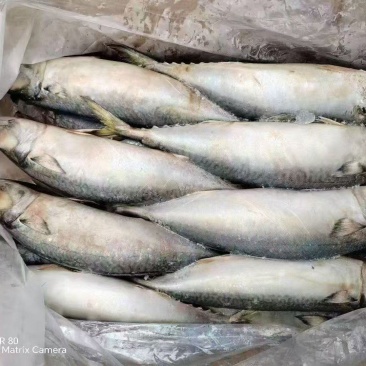 冻青占鱼