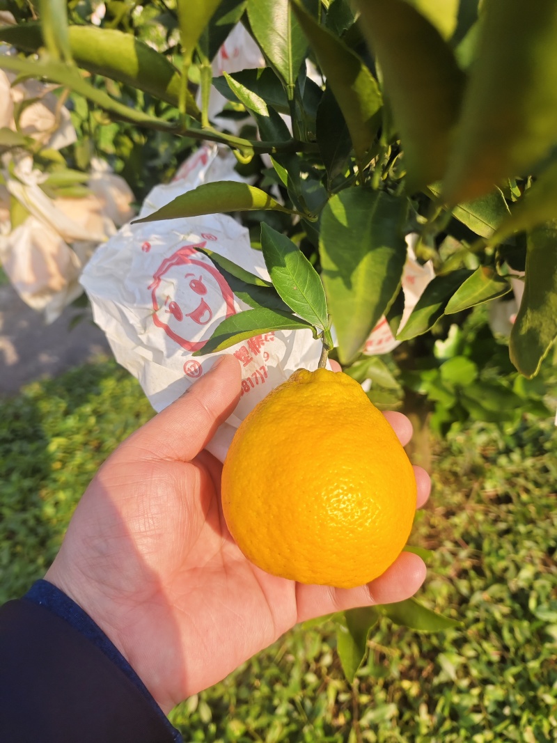 南充仪陇耙耙柑