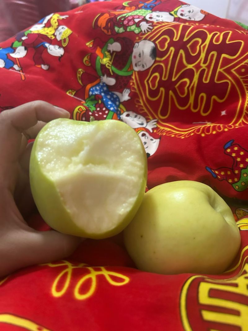 甘肃省瑞雪苹果
