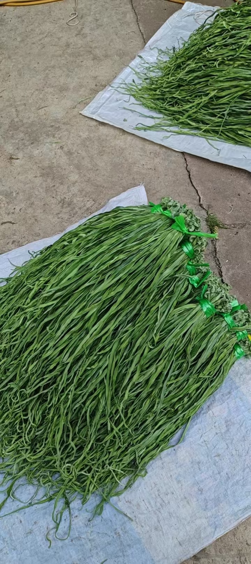 云南大理贡菜产区需要联系产地直发脆嘎嘎脆
