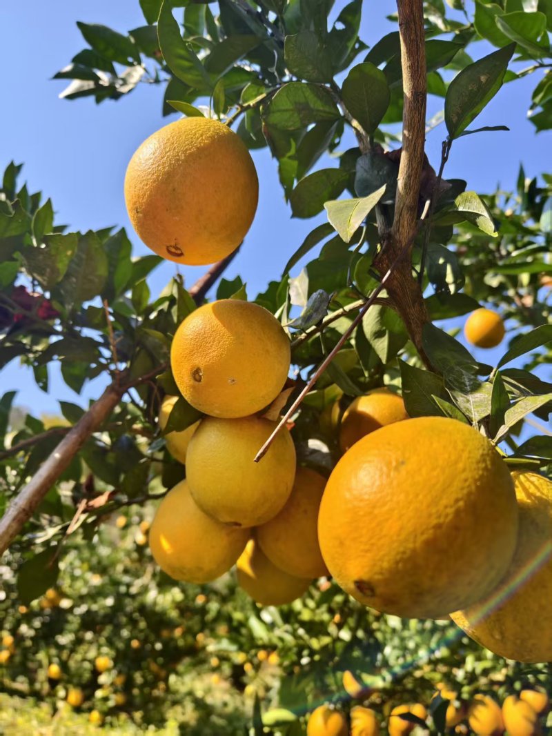 高山上种植的赣南脐橙口感好，自家种植赣南脐橙多年，黄山上