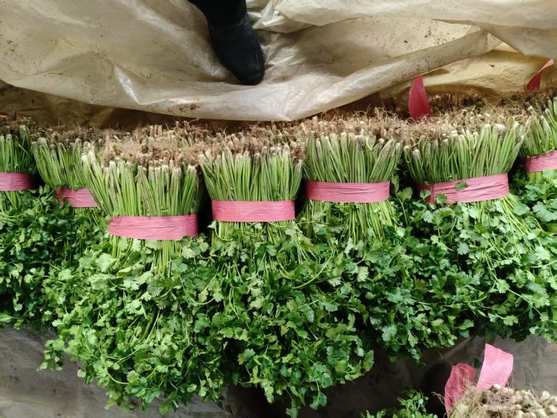 山东精品香菜产地直供量大价优可按需配货欢迎咨询
