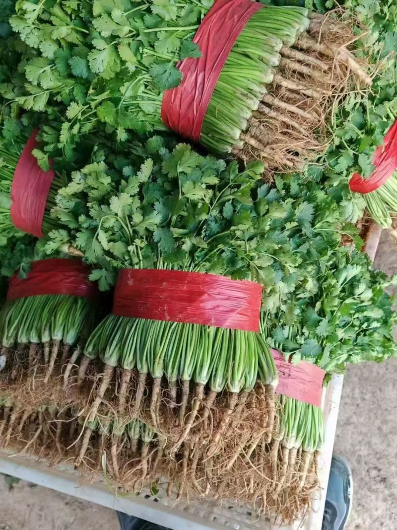 山东精品香菜产地直供量大价优可按需配货欢迎咨询
