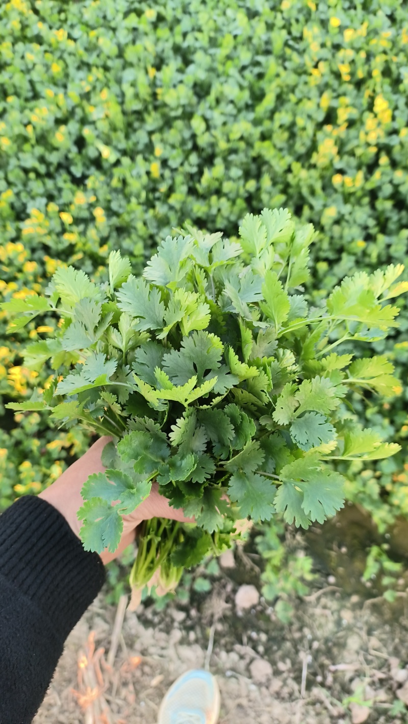 山东精品香菜产地直供量大价优可按需配货欢迎咨询
