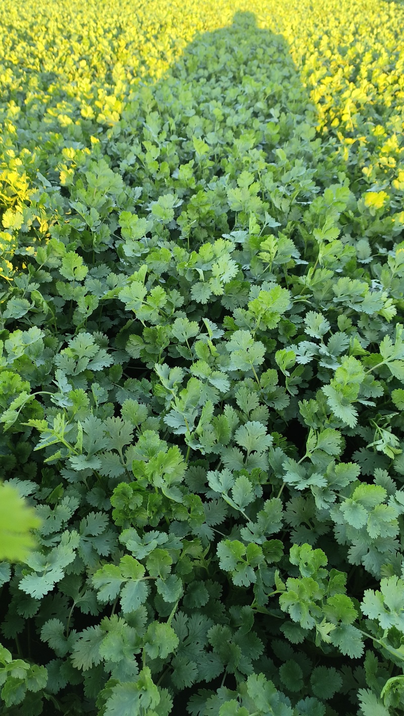 山东精品香菜产地直供量大价优可按需配货欢迎咨询