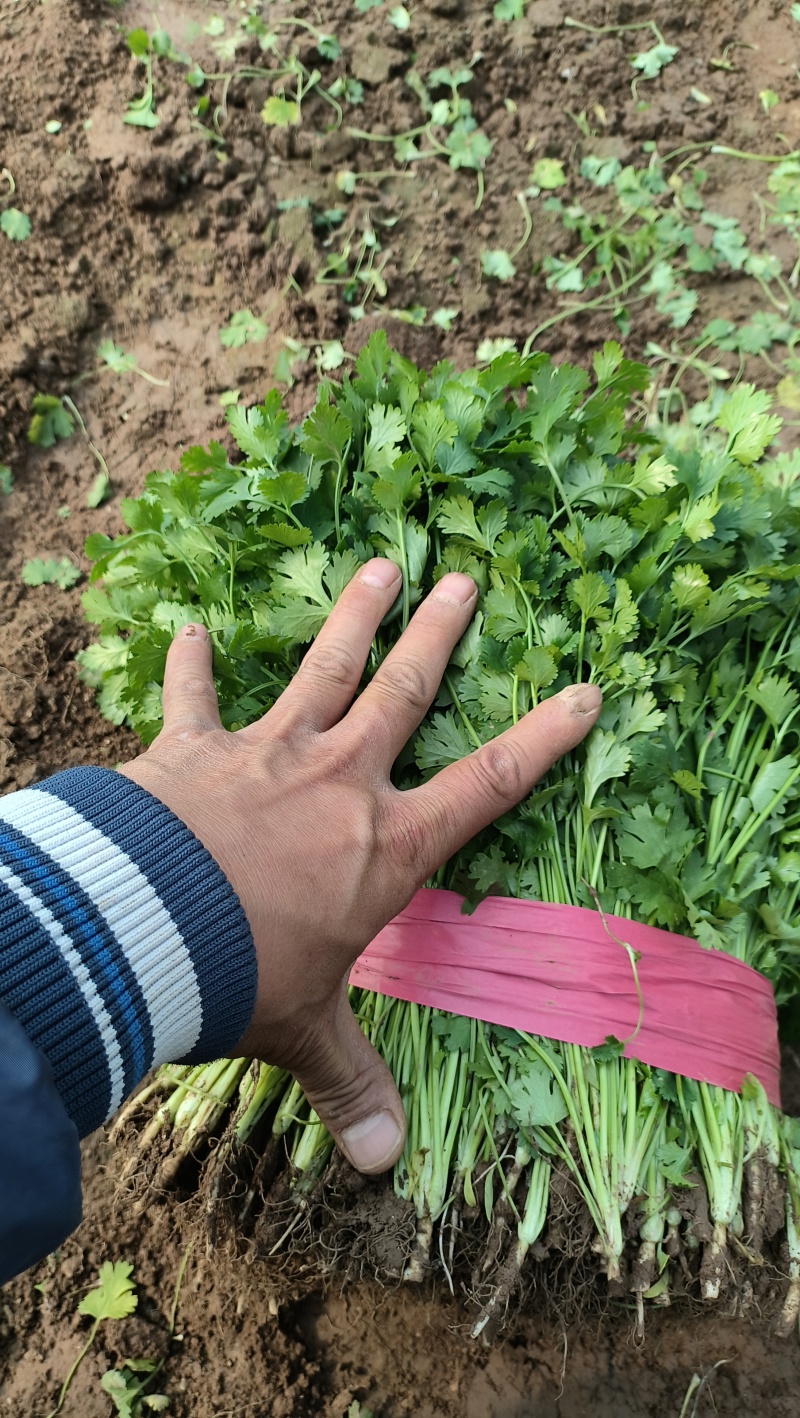 山东精品香菜产地直供量大价优可按需配货欢迎咨询
