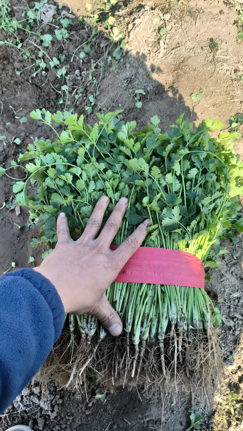 山东精品香菜产地直供量大价优可按需配货欢迎咨询