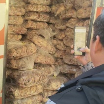 5-6量鸽子电商专用单冻，板冻都有