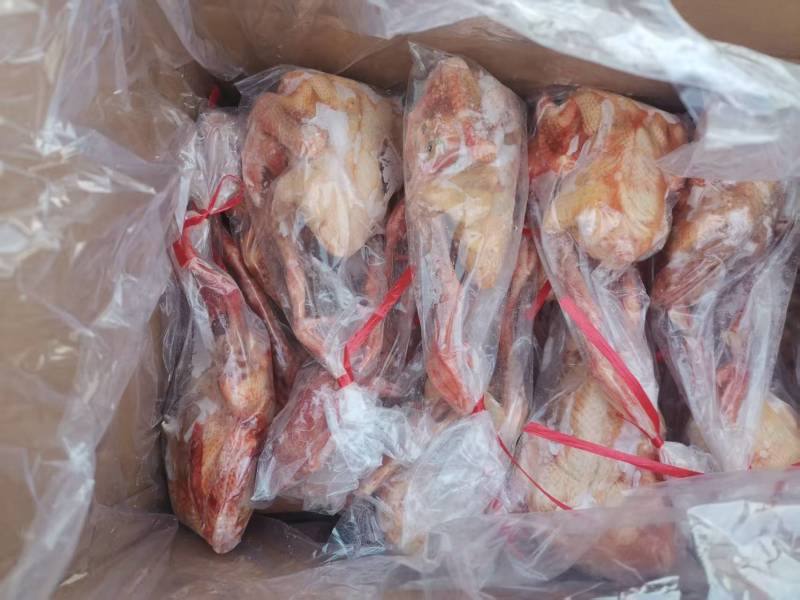 5-6量鸽子电商专用单冻，板冻都有