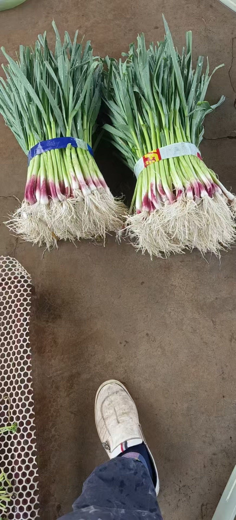 《推荐》湖北蒜苗，红根蒜苗大量上市，一手货源，视频看货