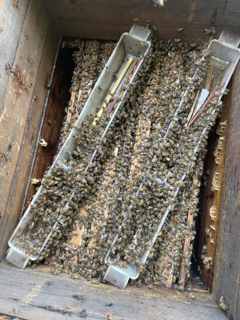 意大利蜂起群繁殖快，出蜜率高，饲料消耗低，蜜浆品种
