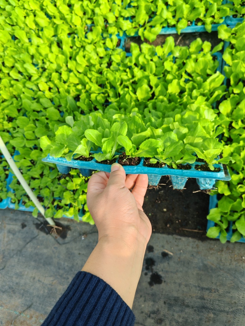 精品生菜苗，穴盘苗，带土发货，现挖现发，不伤根须对接电