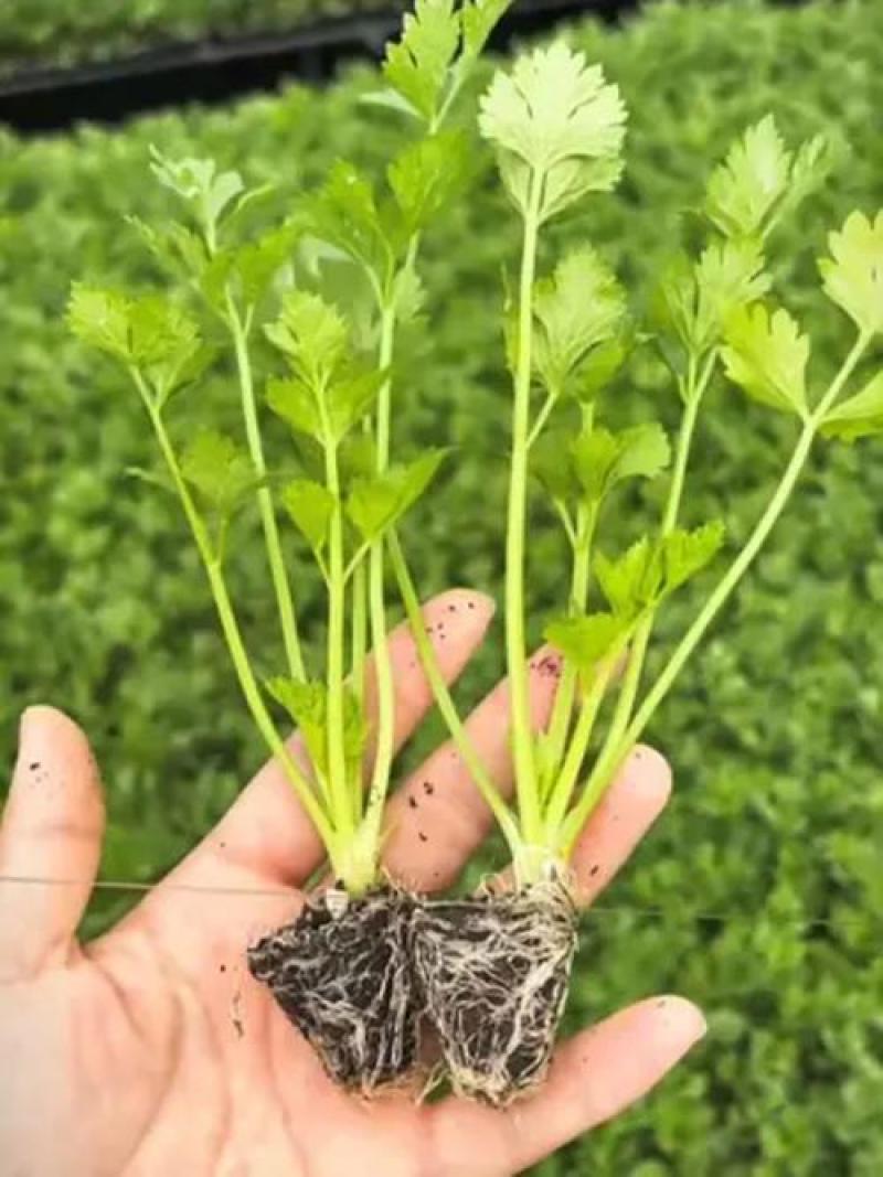 精品西芹苗，皇后西芹苗，穴盘苗，带土发货，对接电商