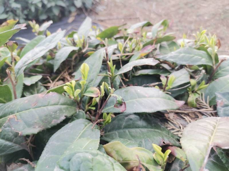山东省日照市豆粕茶叶品质保证服务周到产地直发