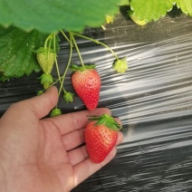 天仙醉草莓大面积上市