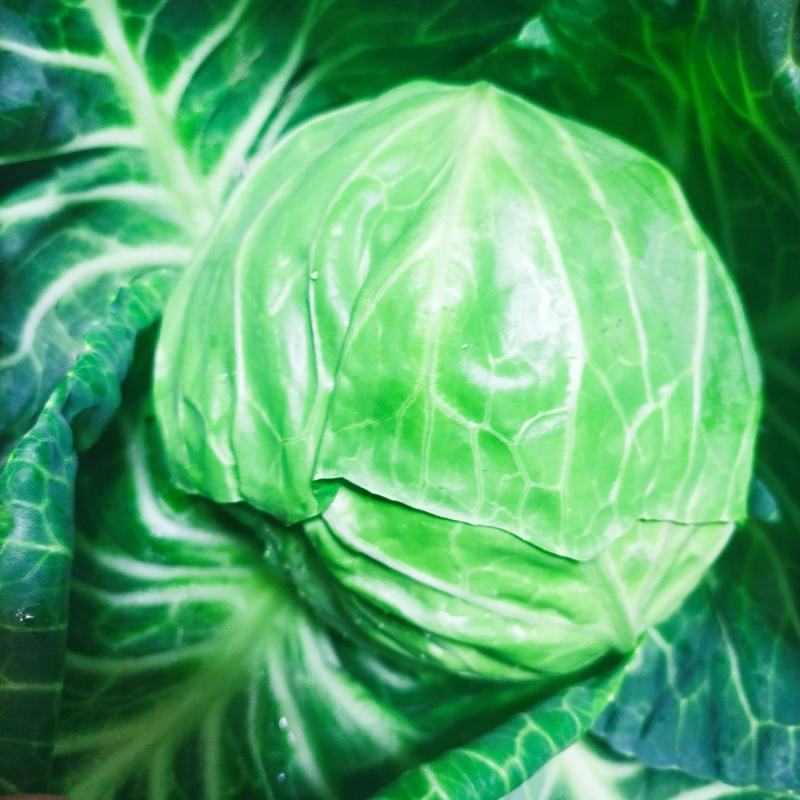 本地种植基地甘蓝