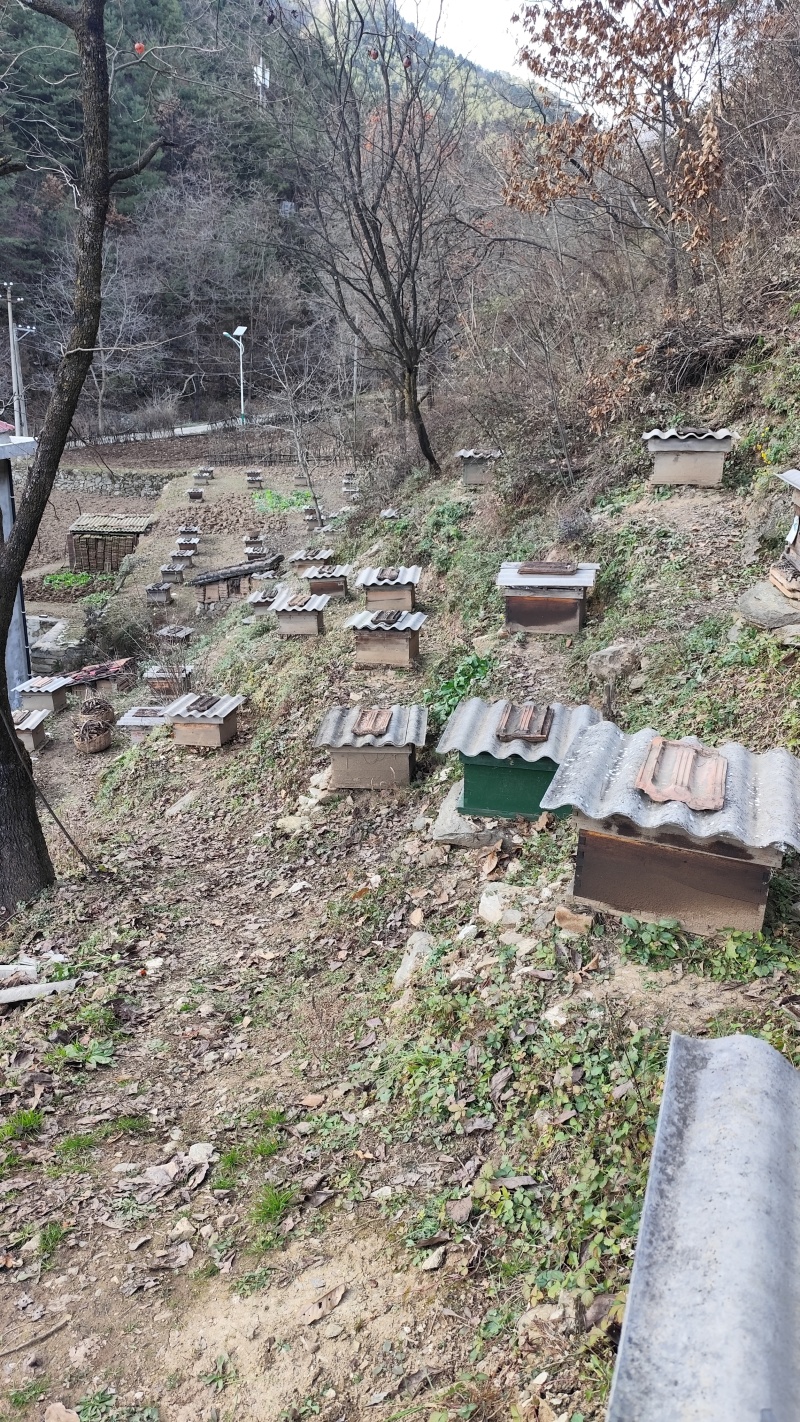 秦岭大山灞源土蜂蜜批发零售