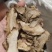 中药材独活各种各样的规格都有现货大货需要的老板可以下单哦