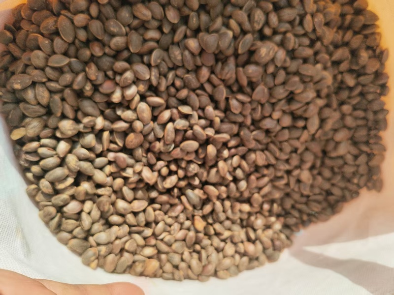 精品大山松子批发零售