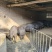 土猪/活猪基地直供品质优可对接市场可视频看货欢迎咨