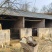土猪/活猪基地直供品质优可对接市场可视频看货欢迎咨