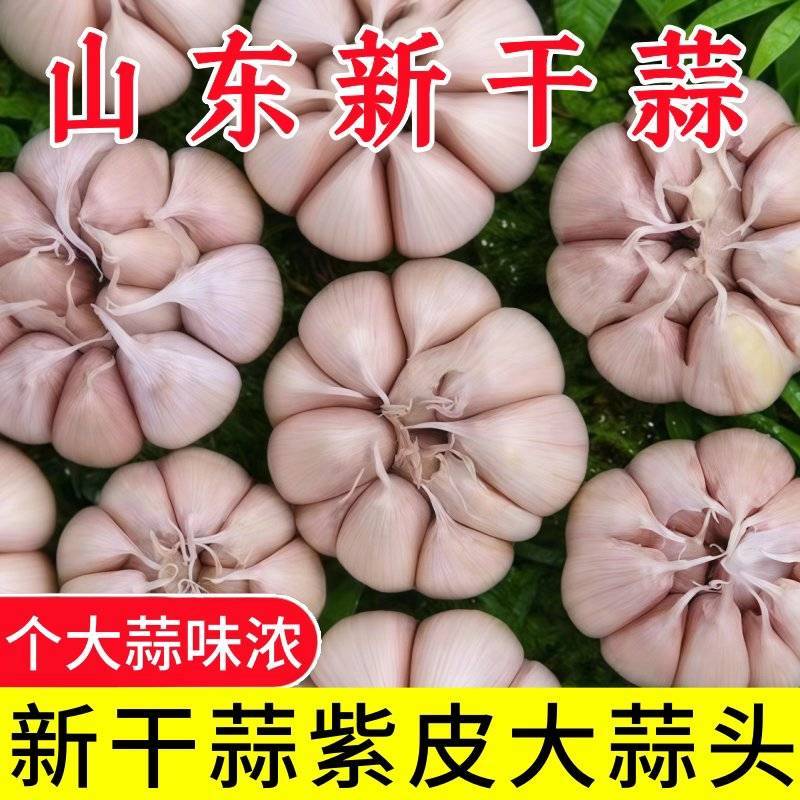 【包邮】山东紫皮大蒜头整箱新干蒜蒜头紫白皮新鲜大蒜头