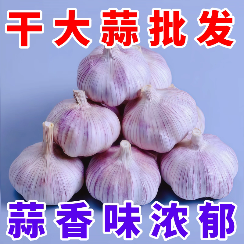 【包邮】山东紫皮大蒜头整箱新干蒜蒜头紫白皮新鲜大蒜头