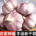 【包邮】山东紫皮大蒜头整箱新干蒜蒜头紫白皮新鲜大蒜头