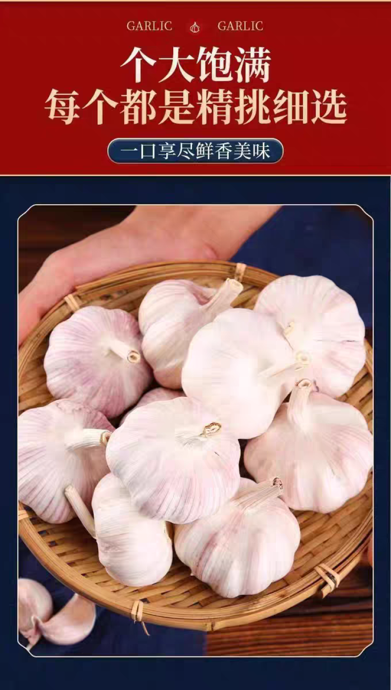 【包邮】山东紫皮大蒜头整箱新干蒜蒜头紫白皮新鲜大蒜头