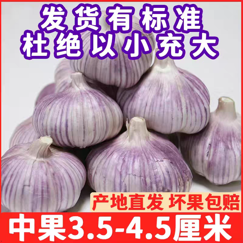 【包邮】山东紫皮大蒜头整箱新干蒜蒜头紫白皮新鲜大蒜头
