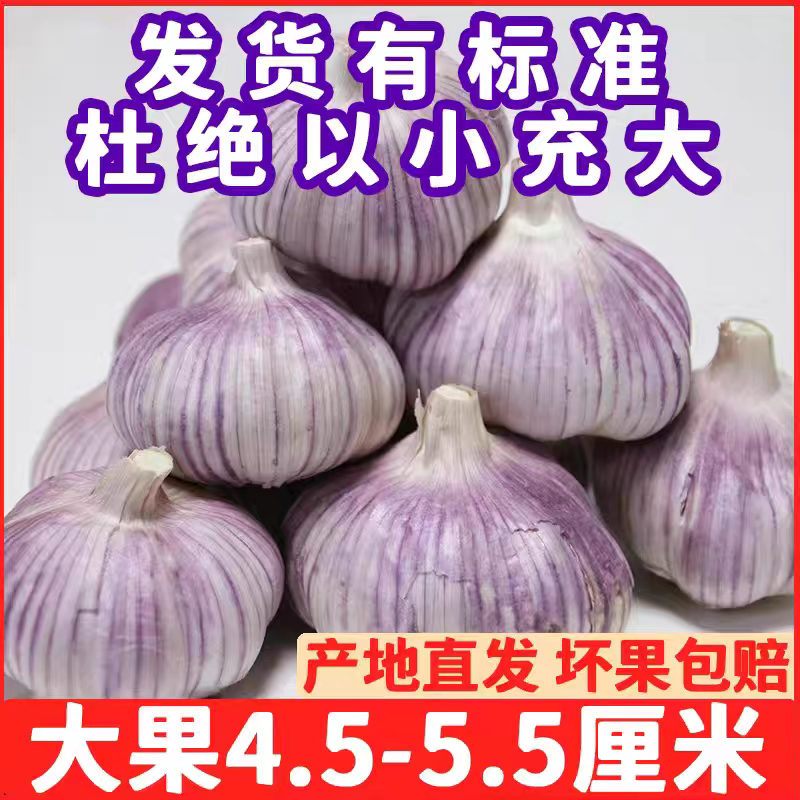 【包邮】山东紫皮大蒜头整箱新干蒜蒜头紫白皮新鲜大蒜头