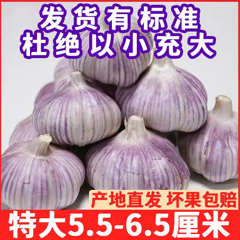 【包邮】山东紫皮大蒜头整箱新干蒜蒜头紫白皮新鲜大蒜头