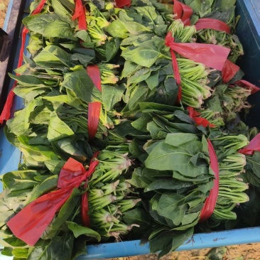 菠菜