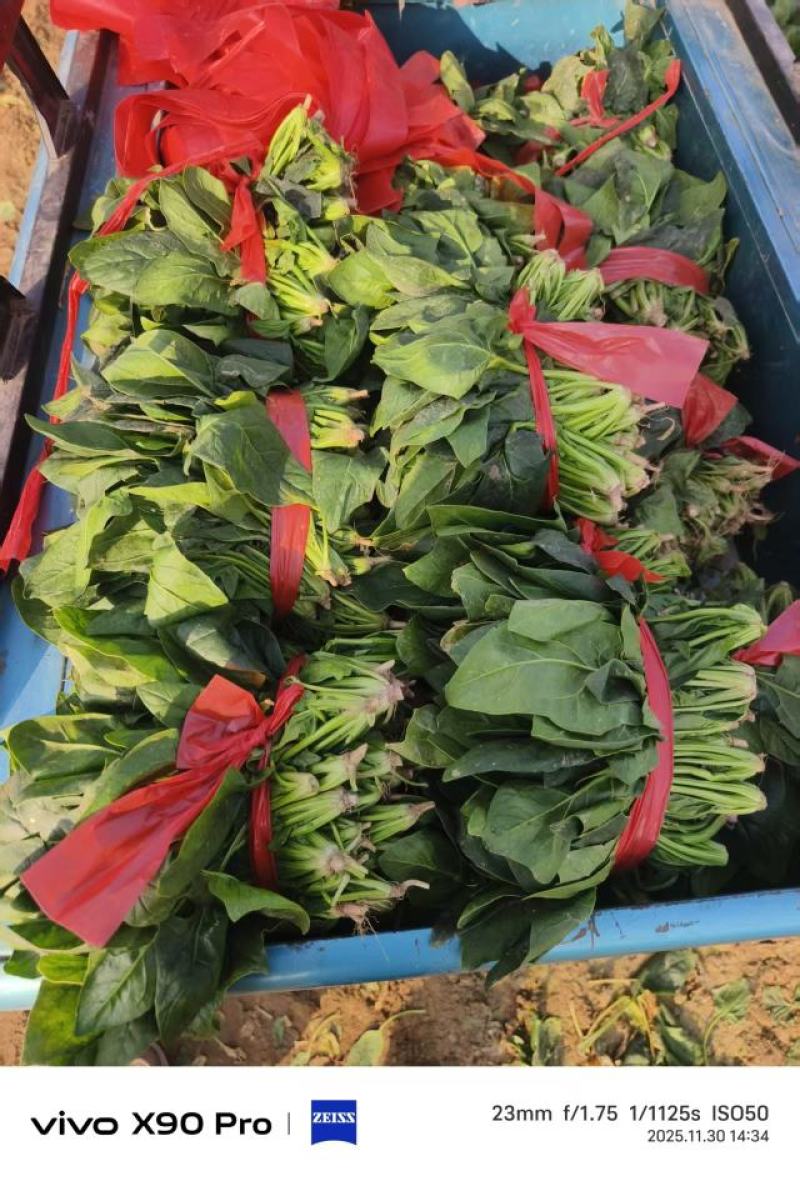菠菜