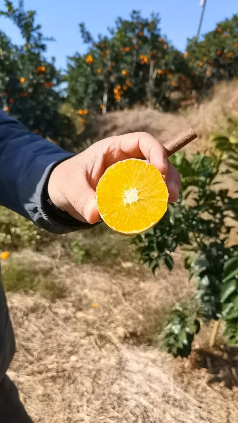 赣南爱哆脐橙