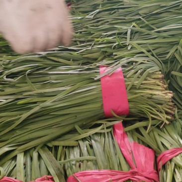 精品韭菜