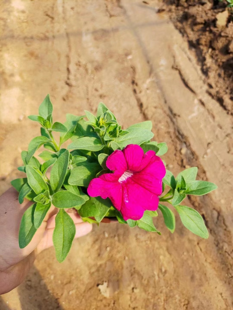 牵牛花价格#牵牛价格#牵牛花基地#牵牛花杯苗#牵牛价格