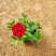 牵牛花价格#牵牛价格#牵牛花基地#牵牛花杯苗#牵牛价格