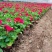 牵牛花价格#牵牛价格#牵牛花基地#牵牛花杯苗#牵牛价格