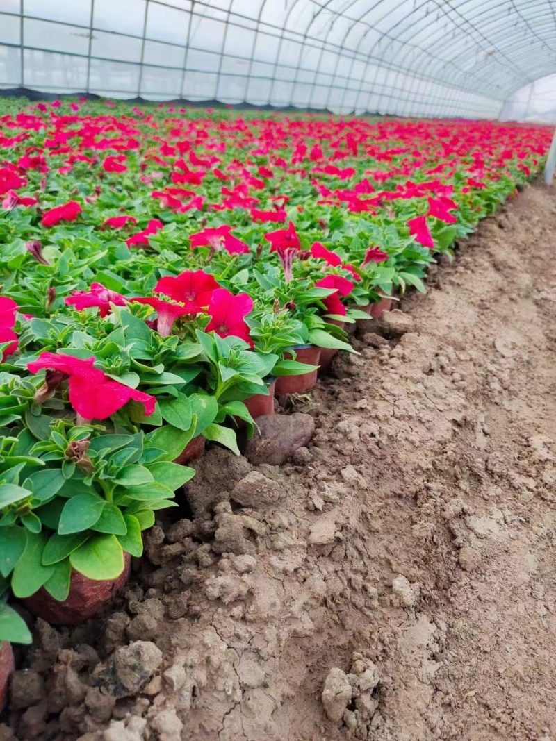 牵牛花价格#牵牛价格#牵牛花基地#牵牛花杯苗#牵牛价格