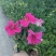牵牛花价格#牵牛价格#牵牛花基地#牵牛花杯苗#牵牛价格